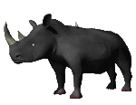 Gif animé rhinocéros noir